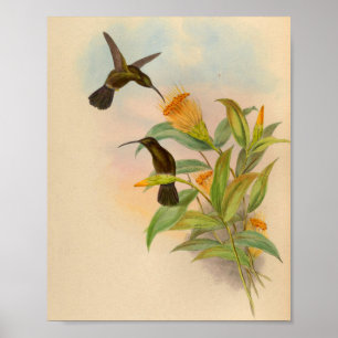 Vintage Hummingbird Impressão Orange Flowers