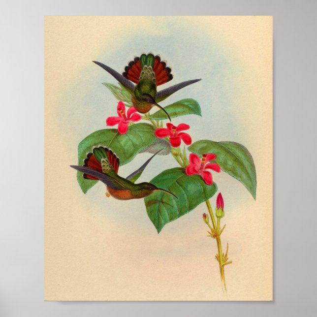 Vintage Hummingbird Impressão Red Flowers (Frente)