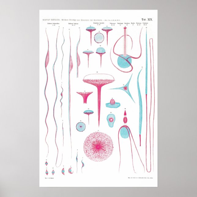 Vintage Illustration Poster (Frente)