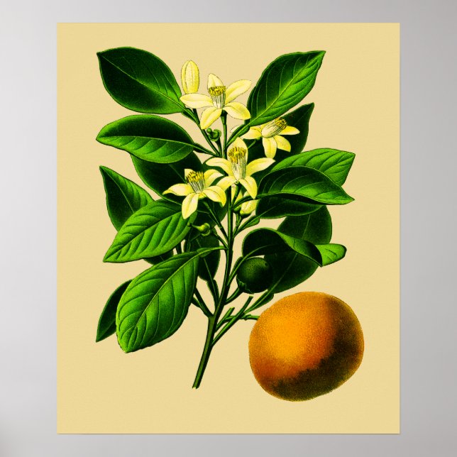 Vintage Impressão botulínico laranja-doce (Frente)