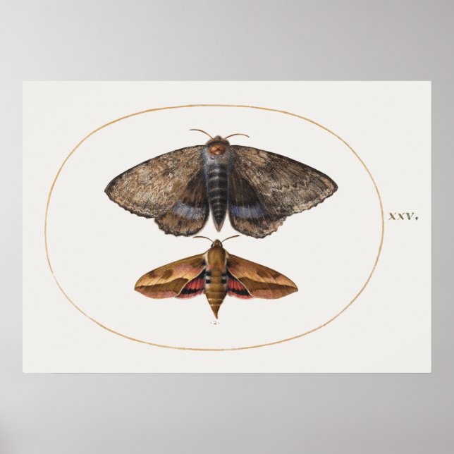 Vintage Insett Illustration Poster (Frente)