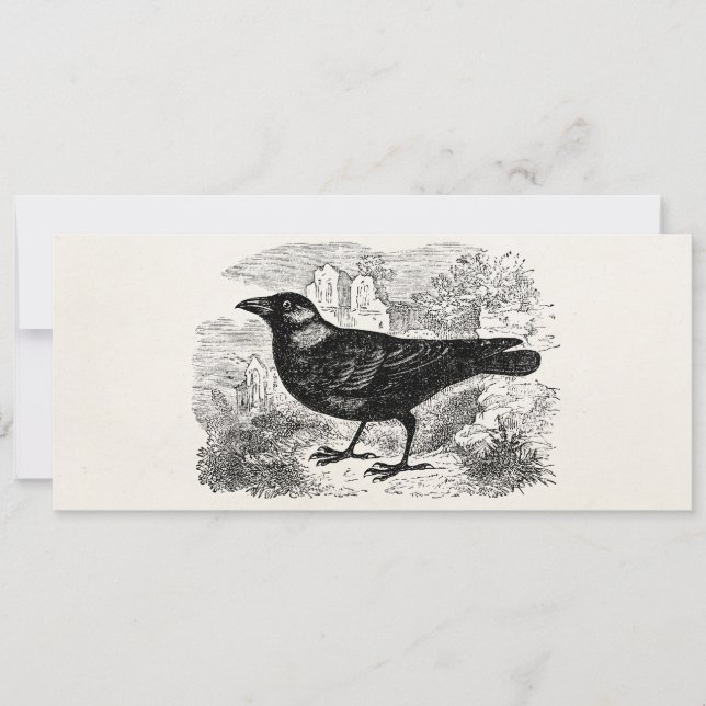 Vintage Jackdaw Crow Bird Personalised Birds Crows (Frente)