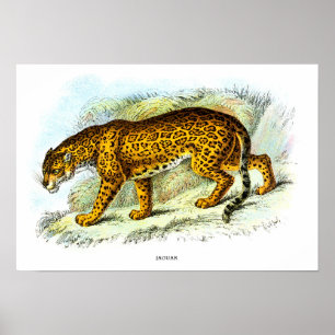 Vintage Jaguar Animal Illustration Poster