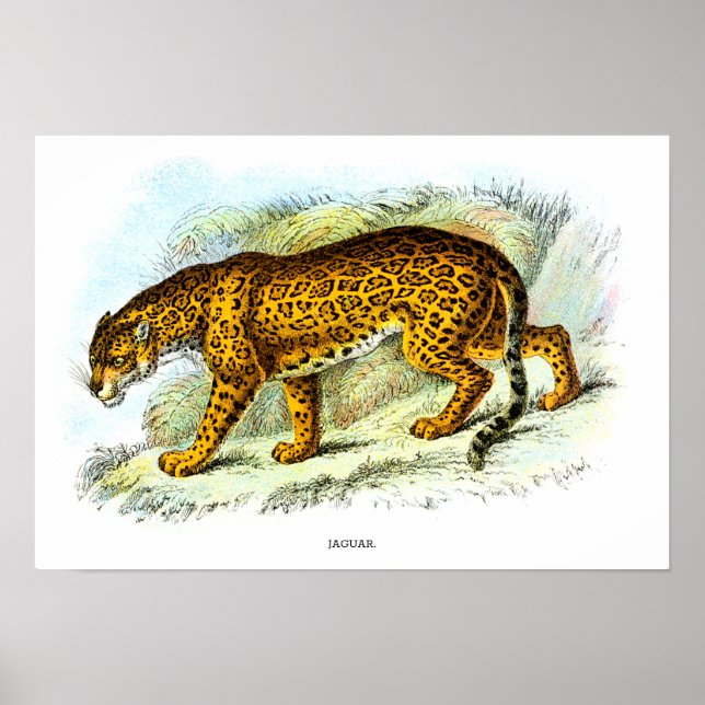 Vintage Jaguar Animal Illustration Poster (Frente)