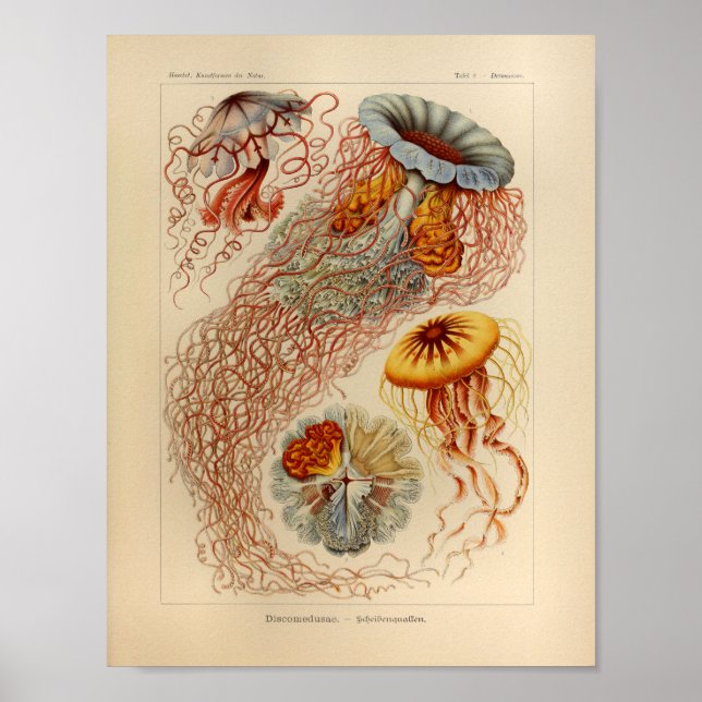 Vintage Jellyfish Color Ernst Haeckel Impressão (Frente)
