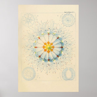 Vintage Jellyfish Poster