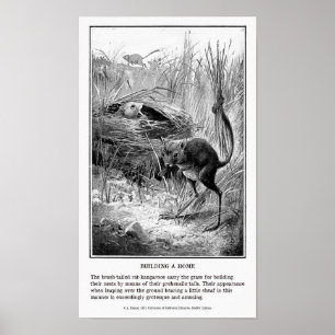 Vintage Kangaroo Rat Impressão