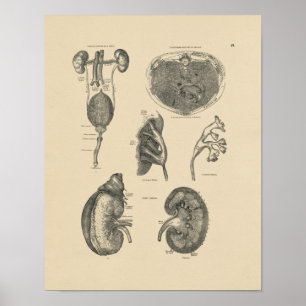 Vintage Kidney Bladder Anatomy 1880 Impressão