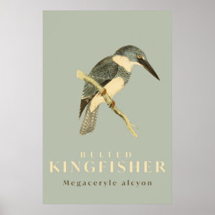 Vintage Kingfisher Watercolor Poster