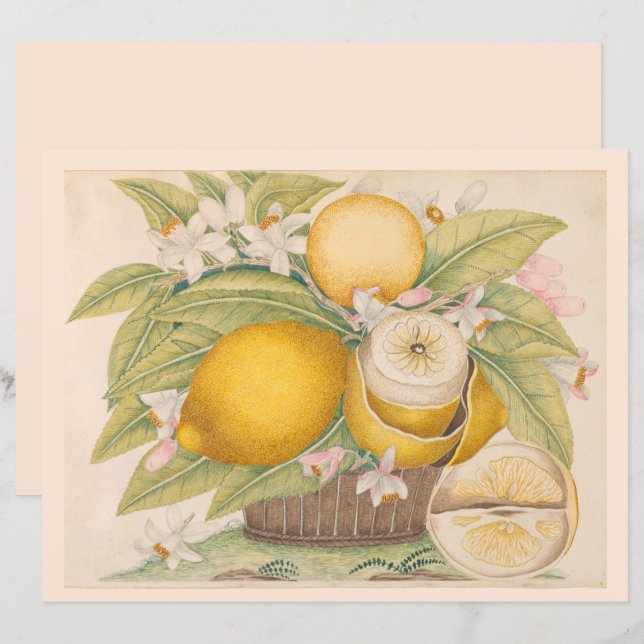 Vintage Lemons Citrus Fruta Desenhando Página (Frente/Verso)
