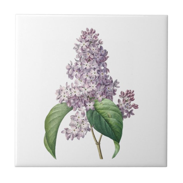 Vintage lilacs azulejo de cerâmica floral (Frente)