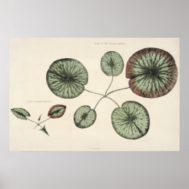Vintage Lily Pad Botanical Sketch Art Impressão