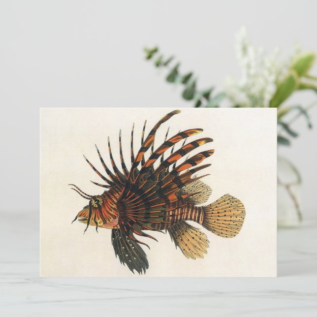 Vintage Lionfish Fish, Marine Ocean Life Animal (Em pé/Frente)