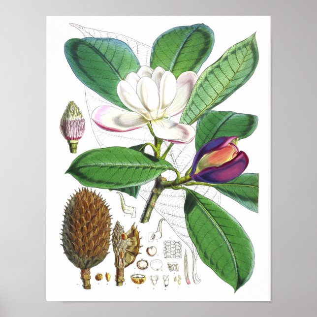 Vintage Magnolia Art Impressão nº 1 Arte de Parede (Frente)