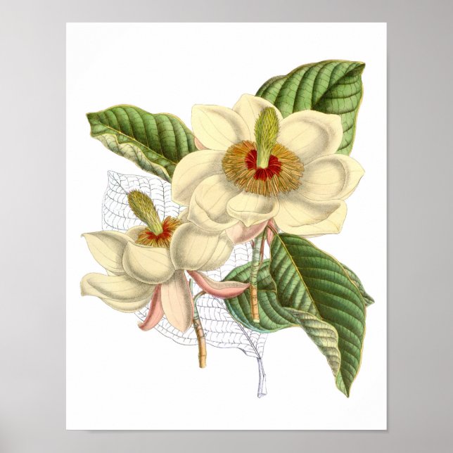 Vintage Magnolia Art Impressão nº 4, Arte de Pared (Frente)