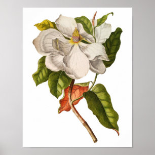 Vintage Magnolia Art Impressão nº 5, Arte de Pared