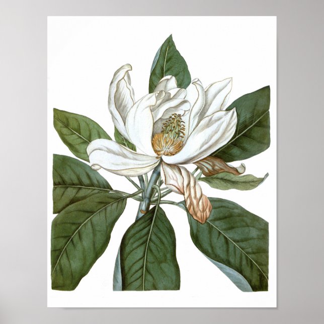 Vintage Magnolia Art Impressão nº 6, Arte de Pared (Frente)