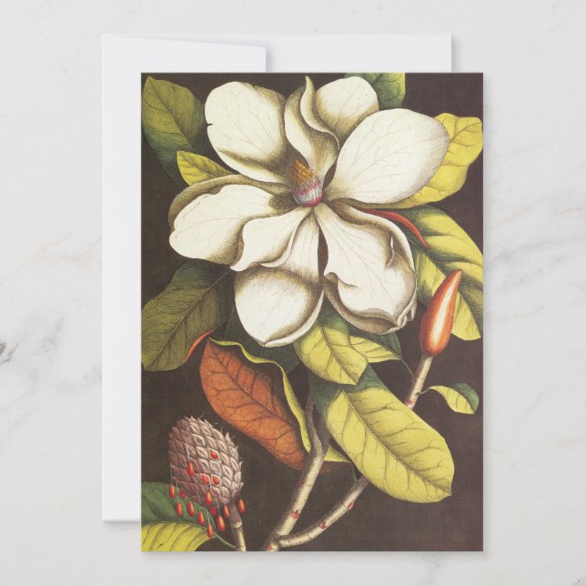 Vintage Magnolia Flowers Planta Com Sementes (Frente)
