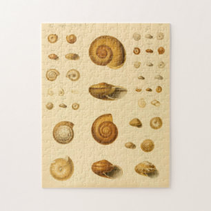 Vintage Mollusk Seashells Quebra-cabeça