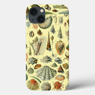 Vintage Mollusk Shell Seashell Art