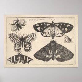 Vintage Moth Butterfly Bee Insect Art Impressão (6