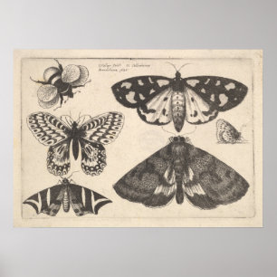 Vintage Moth Butterfly Bee Insect Art Impressão (6