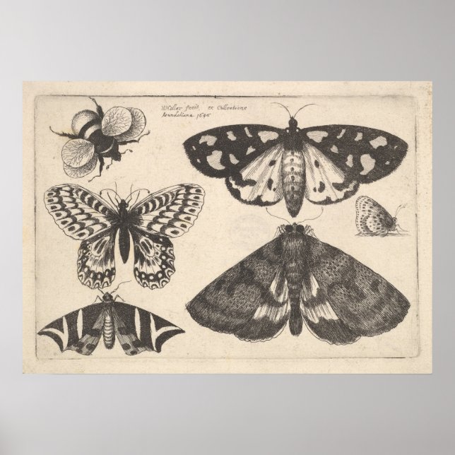 Vintage Moth Butterfly Bee Insect Art Impressão (6 (Frente)