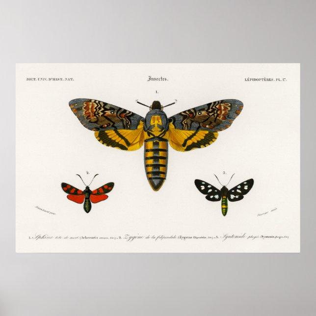Vintage Moth Illustration Poster (Frente)