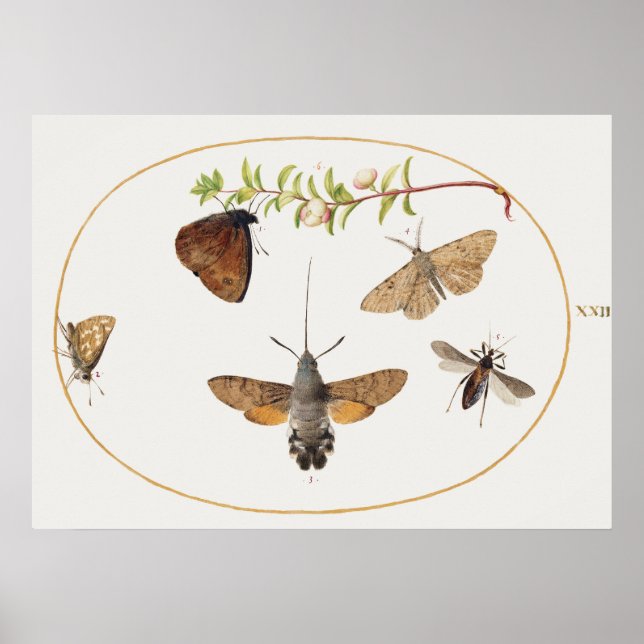 Vintage Moth Illustration Poster (Frente)
