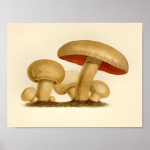 Vintage Mushroom 1861 Art Impressão Amarelo Verme