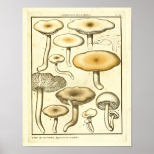 Vintage Mushroom Brown White Art Impressão