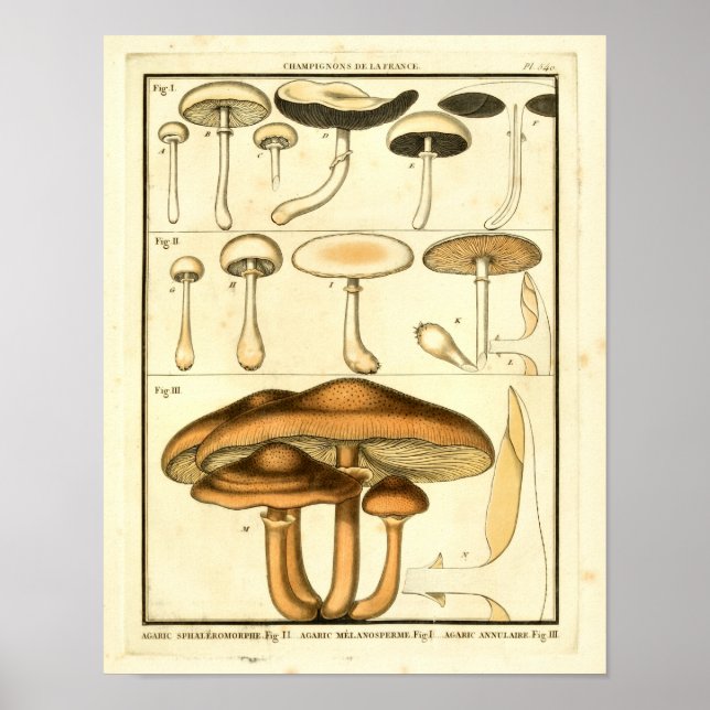 Vintage Mushroom Brown White Art Impressão (Frente)