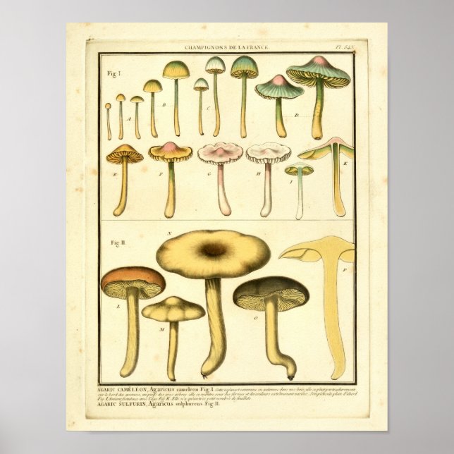 Vintage Mushroom Green Yellow Art Impressão (Frente)