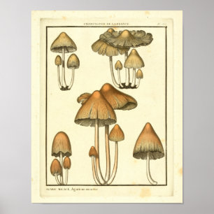 Vintage Mushrooms Boné Brown Art Impressão