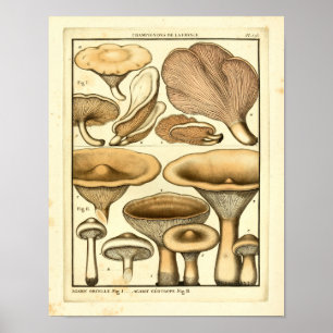 Vintage Mushrooms Boné Brown Art Impressão