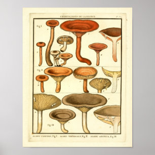 Vintage Mushrooms Brown Red Art Impressão