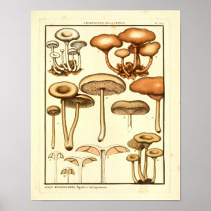 Vintage Mushrooms Brown White Art Impressão