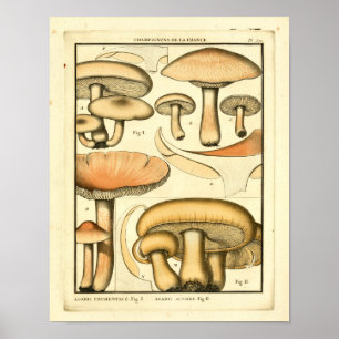 Vintage Mushrooms Impressão de Arte Amarela