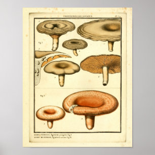 Vintage Mushrooms Orange Brown Art Impressão
