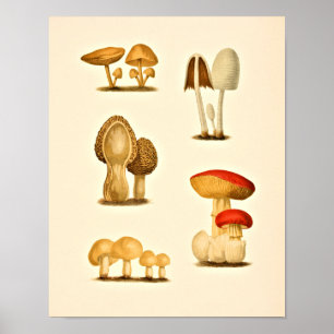 Vintage Mushrooms Varieties Art Impressão Red Yel
