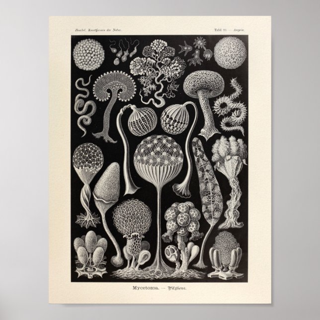 Vintage Mycetozoa Ernst Haeckel Art Impressão (Frente)