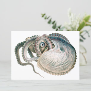 Vintage Octopus Argonaut, Animais da Vida Marinha