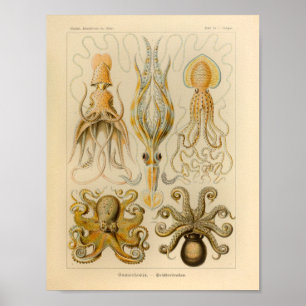 Vintage Octopus Color Ernst Haeckel Art Impressão