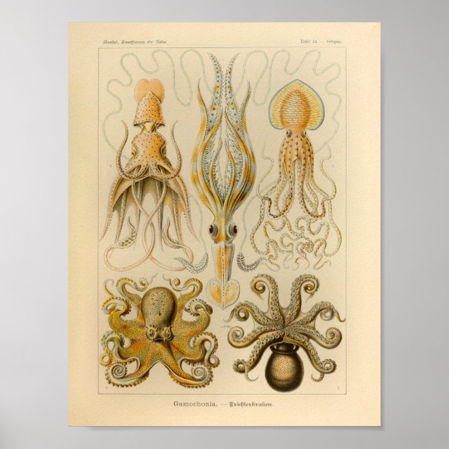 Vintage Octopus Color Ernst Haeckel Art Impressão (Frente)