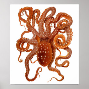 vintage octopus poster