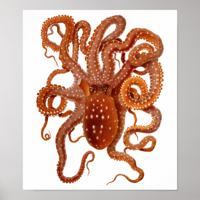 vintage octopus poster (Frente)