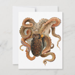 Vintage Octopus Vulgaris, Animais da Vida Marinha