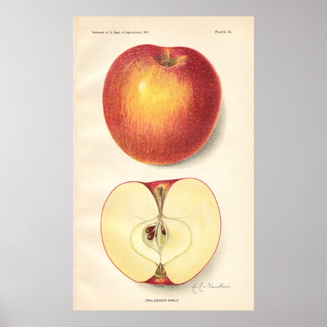 Vintage Opalescente Apple Poster (Frente)