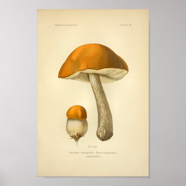 Vintage Orange Brown Mushroom Art Impressão francê (Frente)