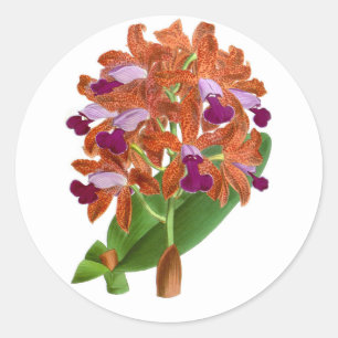 Vintage Orange Purple Orchid Flower_GC - Adesivo